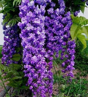 Buy Wisteria Black Dragon Vines from Fresco Seeds at the Best Prices online in Pakistan, Quick Delivery and Easy Returns only at The Nature's Store, Best organic and natural Vine Seeds and Fresco Seeds (Brand), Vine Seeds in Pakistan, 