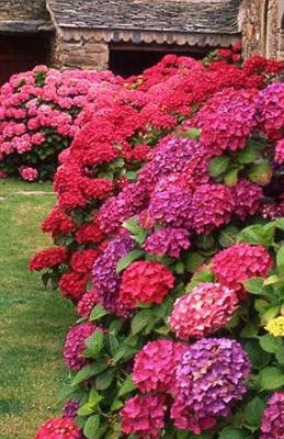 Buy Hydrangea Deep Red Flower Seeds from Fresco Seeds at the Best Prices online in Pakistan, Quick Delivery and Easy Returns only at The Nature's Store, Best organic and natural Flower Seeds and Flower Seeds, Fresco Seeds (Brand) in Pakistan, 