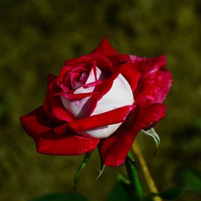 Buy Rare Osiria Rose Seeds Mix Color from Fresco Seeds at the Best Prices online in Pakistan, Quick Delivery and Easy Returns only at The Nature's Store, Best organic and natural Flower Seeds and Flower Seeds, Fresco Seeds (Brand) in Pakistan, 