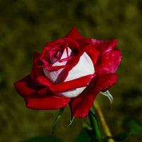 Buy Rare Osiria Rose Seeds Mix Color from Fresco Seeds at the Best Prices online in Pakistan, Quick Delivery and Easy Returns only at The Nature's Store, Best organic and natural Flower Seeds and Flower Seeds, Fresco Seeds (Brand) in Pakistan, 