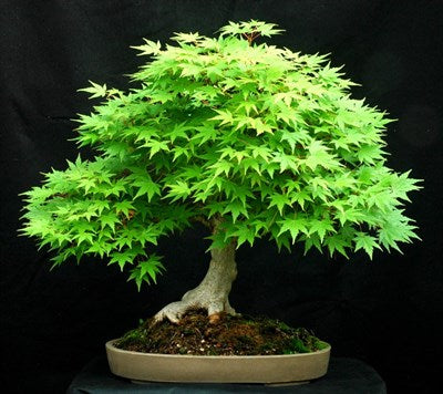 Buy Bonsai American Green Maple Seeds from Fresco Seeds at the Best Prices online in Pakistan, Quick Delivery and Easy Returns only at The Nature's Store, Best organic and natural Bonsai Tree Seeds and Bonsai Tree Seeds, Fresco Seeds (Brand) in Pakistan, 
