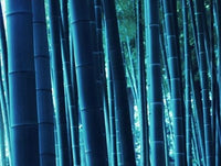 Buy Bonsai Blue Bamboo Seeds from Fresco Seeds at the Best Prices online in Pakistan, Quick Delivery and Easy Returns only at The Nature's Store, Best organic and natural Bonsai Tree Seeds and Bonsai Tree Seeds, Fresco Seeds (Brand) in Pakistan, 