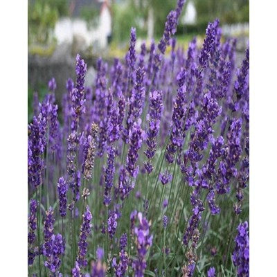 Buy Royal Velvet English Lavender Seeds from Fresco Seeds at the Best Prices online in Pakistan, Quick Delivery and Easy Returns only at The Nature's Store, Best organic and natural Flower Seeds and Flower Seeds, Fresco Seeds (Brand) in Pakistan, 