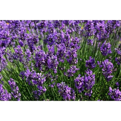 Buy English Lavender Seeds from Fresco Seeds at the Best Prices online in Pakistan, Quick Delivery and Easy Returns only at The Nature's Store, Best organic and natural Flower Seeds and Flower Seeds, Fresco Seeds (Brand) in Pakistan, 