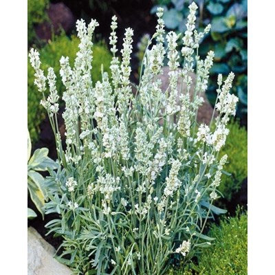 Blue Mountain White Lavender Seeds