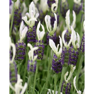 Buy Ballerina English Lavender Seeds from Fresco Seeds at the Best Prices online in Pakistan, Quick Delivery and Easy Returns only at The Nature's Store, Best organic and natural Flower Seeds and Flower Seeds, Fresco Seeds (Brand) in Pakistan, 