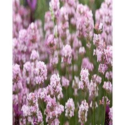 Miss Katherine English Lavender Seeds