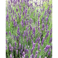 Twickel Purple English Lavender Seeds