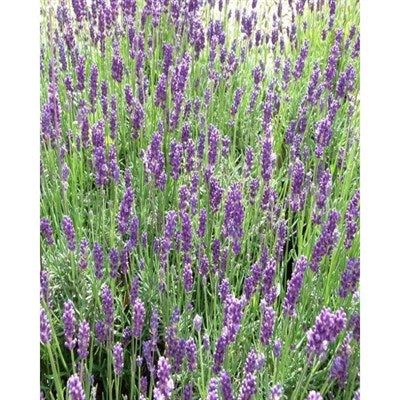 Twickel Purple English Lavender Seeds