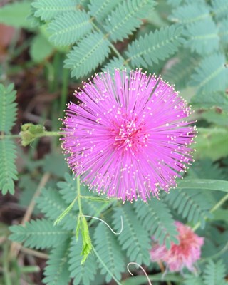 Buy Pink French Mimosa Pudica from Fresco Seeds at the Best Prices online in Pakistan, Quick Delivery and Easy Returns only at The Nature's Store, Best organic and natural Flower Seeds and Flower Seeds, Fresco Seeds (Brand) in Pakistan, 