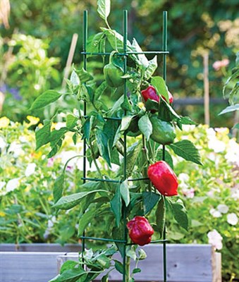 Buy Pro Series Folding Plant Supports from Fresco Seeds at the Best Prices online in Pakistan, Quick Delivery and Easy Returns only at The Nature's Store, Best organic and natural Gardening Tools and Fresco Seeds (Brand), Gardening Tools in Pakistan, 