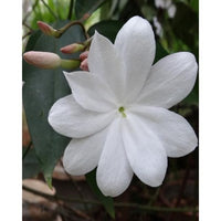 Buy Sampaguita Jasmine Seeds from Fresco Seeds at the Best Prices online in Pakistan, Quick Delivery and Easy Returns only at The Nature's Store, Best organic and natural Flower Seeds and Flower Seeds, Fresco Seeds (Brand) in Pakistan, 
