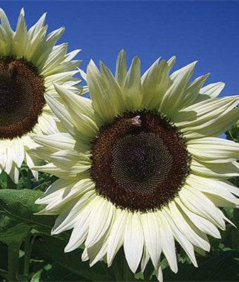 Buy Sunflower Coconut Ice Hybrid Seeds from Fresco Seeds at the Best Prices online in Pakistan, Quick Delivery and Easy Returns only at The Nature's Store, Best organic and natural Flower Seeds and Flower Seeds, Fresco Seeds (Brand) in Pakistan, 