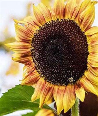 Buy Sunflower Procut Plum Hybrid Seeds from Fresco Seeds at the Best Prices online in Pakistan, Quick Delivery and Easy Returns only at The Nature's Store, Best organic and natural Flower Seeds and Flower Seeds, Fresco Seeds (Brand) in Pakistan, 
