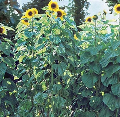 Sunflower American Giants Hybrid Seeds