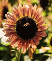 Sunflower Suntastic Pink Bicolor Hybrid Seeds