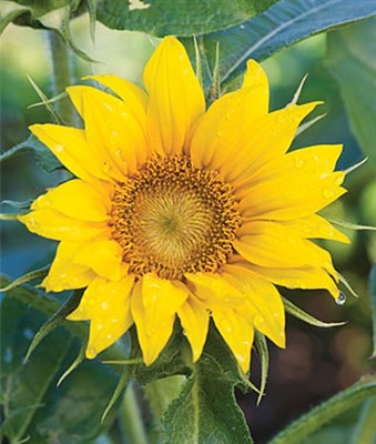Sunflower Elf Seeds