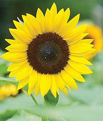 Buy Sunflower Jua Maya Hybrid Seeds from Fresco Seeds at the Best Prices online in Pakistan, Quick Delivery and Easy Returns only at The Nature's Store, Best organic and natural Flower Seeds and Flower Seeds, Fresco Seeds (Brand) in Pakistan, 
