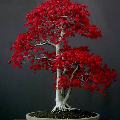 Buy Bonsai Red Maple Seeds from Fresco Seeds at the Best Prices online in Pakistan, Quick Delivery and Easy Returns only at The Nature's Store, Best organic and natural Bonsai Tree Seeds and Bonsai Tree Seeds, Fresco Seeds (Brand) in Pakistan, 
