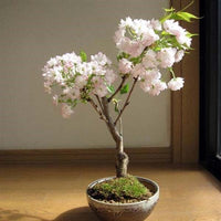 Bonsai Cherry Blossom Seeds