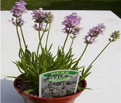 Buy Little Lottie English Lavender Seeds from Fresco Seeds at the Best Prices online in Pakistan, Quick Delivery and Easy Returns only at The Nature's Store, Best organic and natural Flower Seeds and Flower Seeds, Fresco Seeds (Brand) in Pakistan, 