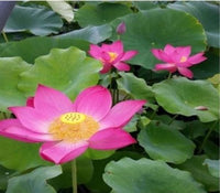 Buy Carolina Queen Water Lotus Seeds from Fresco Seeds at the Best Prices online in Pakistan, Quick Delivery and Easy Returns only at The Nature's Store, Best organic and natural Ponds and Aquarium Seeds and Fresco Seeds (Brand), Ponds and Aquarium Seeds in Pakistan, 