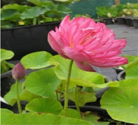 Momo Botan Water Lotus Seeds