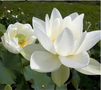 High Noon Water Lotus Seeds