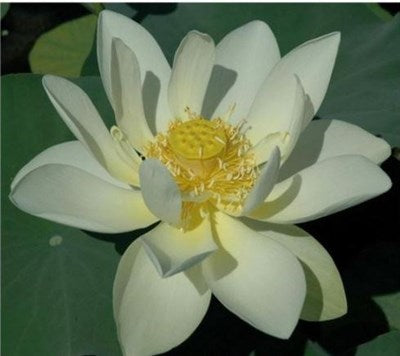 Buy Giant Sunburst Water Lotus Seeds from Fresco Seeds at the Best Prices online in Pakistan, Quick Delivery and Easy Returns only at The Nature's Store, Best organic and natural Ponds and Aquarium Seeds and Fresco Seeds (Brand), Ponds and Aquarium Seeds in Pakistan, 