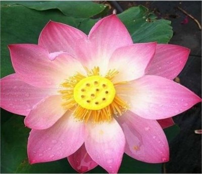 Buy First Lady Water Lotus Seeds from Fresco Seeds at the Best Prices online in Pakistan, Quick Delivery and Easy Returns only at The Nature's Store, Best organic and natural Ponds and Aquarium Seeds and Fresco Seeds (Brand), Ponds and Aquarium Seeds in Pakistan, 