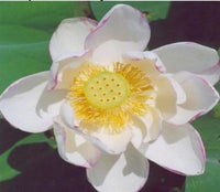 Buy Empress Water Lotus Seeds from Fresco Seeds at the Best Prices online in Pakistan, Quick Delivery and Easy Returns only at The Nature's Store, Best organic and natural Ponds and Aquarium Seeds and Fresco Seeds (Brand), Ponds and Aquarium Seeds in Pakistan, 