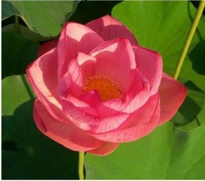 Buy Emerald Daybreak Water Lotus Seeds from Fresco Seeds at the Best Prices online in Pakistan, Quick Delivery and Easy Returns only at The Nature's Store, Best organic and natural Ponds and Aquarium Seeds and Fresco Seeds (Brand), Ponds and Aquarium Seeds in Pakistan, 