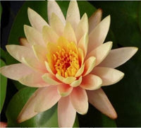Buy Birthday Peach Water Lotus Seeds from Fresco Seeds at the Best Prices online in Pakistan, Quick Delivery and Easy Returns only at The Nature's Store, Best organic and natural Ponds and Aquarium Seeds and Fresco Seeds (Brand), Ponds and Aquarium Seeds in Pakistan, 