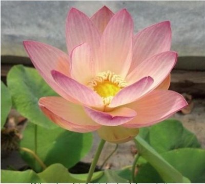 Buy Beautiful Dancer Water Lotus Seeds from Fresco Seeds at the Best Prices online in Pakistan, Quick Delivery and Easy Returns only at The Nature's Store, Best organic and natural Ponds and Aquarium Seeds and Fresco Seeds (Brand), Ponds and Aquarium Seeds in Pakistan, 