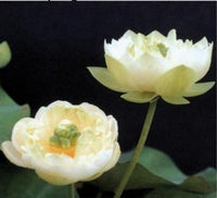 Buy Spring Bird Water Lotus Seeds from Fresco Seeds at the Best Prices online in Pakistan, Quick Delivery and Easy Returns only at The Nature's Store, Best organic and natural Ponds and Aquarium Seeds and Fresco Seeds (Brand), Ponds and Aquarium Seeds in Pakistan, 