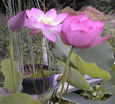 Buy Sunflower Water Lotus Seeds from Fresco Seeds at the Best Prices online in Pakistan, Quick Delivery and Easy Returns only at The Nature's Store, Best organic and natural Ponds and Aquarium Seeds and Fresco Seeds (Brand), Ponds and Aquarium Seeds in Pakistan, 
