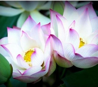 Buy WAB-A-SABI Water Lotus Seeds from Fresco Seeds at the Best Prices online in Pakistan, Quick Delivery and Easy Returns only at The Nature's Store, Best organic and natural Ponds and Aquarium Seeds and Fresco Seeds (Brand), Ponds and Aquarium Seeds in Pakistan, 