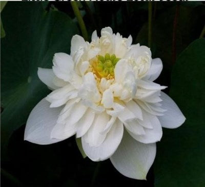 Buy Little Green House Water Lotus Seeds from Fresco Seeds at the Best Prices online in Pakistan, Quick Delivery and Easy Returns only at The Nature's Store, Best organic and natural Ponds and Aquarium Seeds and Fresco Seeds (Brand), Ponds and Aquarium Seeds in Pakistan, 