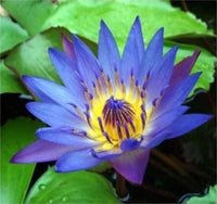 Blue Water Lotus Seeds