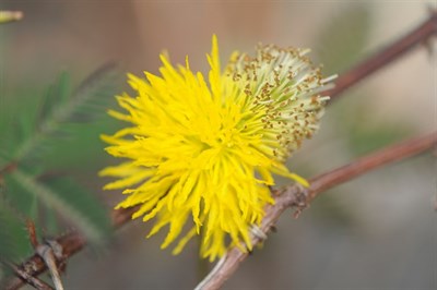Buy Yellow French Mimosa Pudica from Fresco Seeds at the Best Prices online in Pakistan, Quick Delivery and Easy Returns only at The Nature's Store, Best organic and natural Flower Seeds and Flower Seeds, Fresco Seeds (Brand) in Pakistan, 