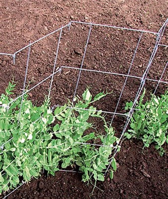 Buy Pea And Cucumber Fence 2/Pack from Fresco Seeds at the Best Prices online in Pakistan, Quick Delivery and Easy Returns only at The Nature's Store, Best organic and natural Gardening Tools and Fresco Seeds (Brand), Gardening Tools in Pakistan, 