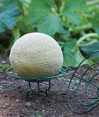 Buy Melon and Squash Cradle from Fresco Seeds at the Best Prices online in Pakistan, Quick Delivery and Easy Returns only at The Nature's Store, Best organic and natural Gardening Tools and Fresco Seeds (Brand), Gardening Tools in Pakistan, 