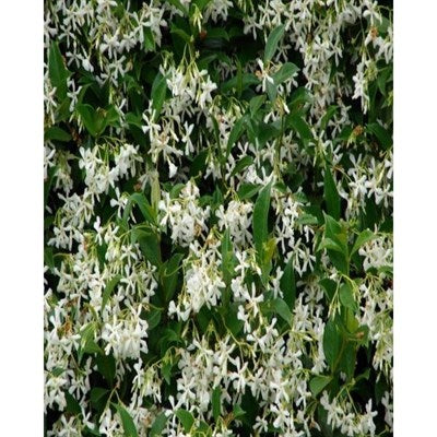 Buy Stiff Jasmine Seeds from Fresco Seeds at the Best Prices online in Pakistan, Quick Delivery and Easy Returns only at The Nature's Store, Best organic and natural Flower Seeds and Flower Seeds, Fresco Seeds (Brand) in Pakistan, 