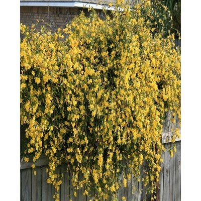 Buy Winter Jasmine Seeds from Fresco Seeds at the Best Prices online in Pakistan, Quick Delivery and Easy Returns only at The Nature's Store, Best organic and natural Flower Seeds and Flower Seeds, Fresco Seeds (Brand) in Pakistan, 