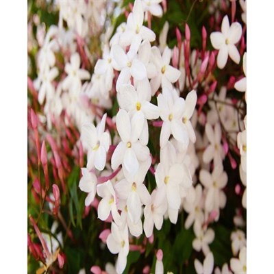 Buy Italian Pink Jasmine Seeds from Fresco Seeds at the Best Prices online in Pakistan, Quick Delivery and Easy Returns only at The Nature's Store, Best organic and natural Flower Seeds and Flower Seeds, Fresco Seeds (Brand) in Pakistan, 