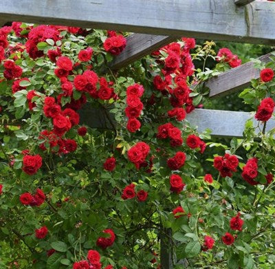 Buy Alitissimo Climbing Rose Seeds from Fresco Seeds at the Best Prices online in Pakistan, Quick Delivery and Easy Returns only at The Nature's Store, Best organic and natural Vine Seeds and Fresco Seeds (Brand), Vine Seeds in Pakistan, 