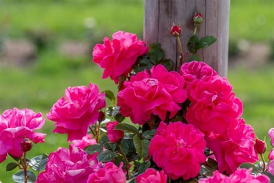 Buy American Beauty Climbing Rose Seeds from Fresco Seeds at the Best Prices online in Pakistan, Quick Delivery and Easy Returns only at The Nature's Store, Best organic and natural Vine Seeds and Fresco Seeds (Brand), Vine Seeds in Pakistan, 