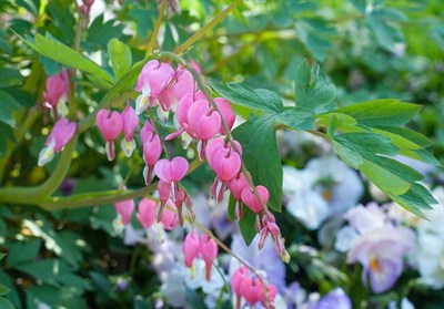 Buy Bleeding Heart Amore Pink from Fresco Seeds at the Best Prices online in Pakistan, Quick Delivery and Easy Returns only at The Nature's Store, Best organic and natural Flower Seeds and Flower Seeds, Fresco Seeds (Brand) in Pakistan, 