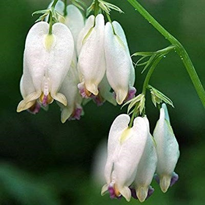 Buy Bleeding Heart Aurora from Fresco Seeds at the Best Prices online in Pakistan, Quick Delivery and Easy Returns only at The Nature's Store, Best organic and natural Flower Seeds and Flower Seeds, Fresco Seeds (Brand) in Pakistan, 
