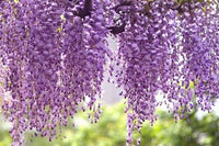 Buy Wisteria Royal Purple Vines from Fresco Seeds at the Best Prices online in Pakistan, Quick Delivery and Easy Returns only at The Nature's Store, Best organic and natural Vine Seeds and Fresco Seeds (Brand), Vine Seeds in Pakistan, 